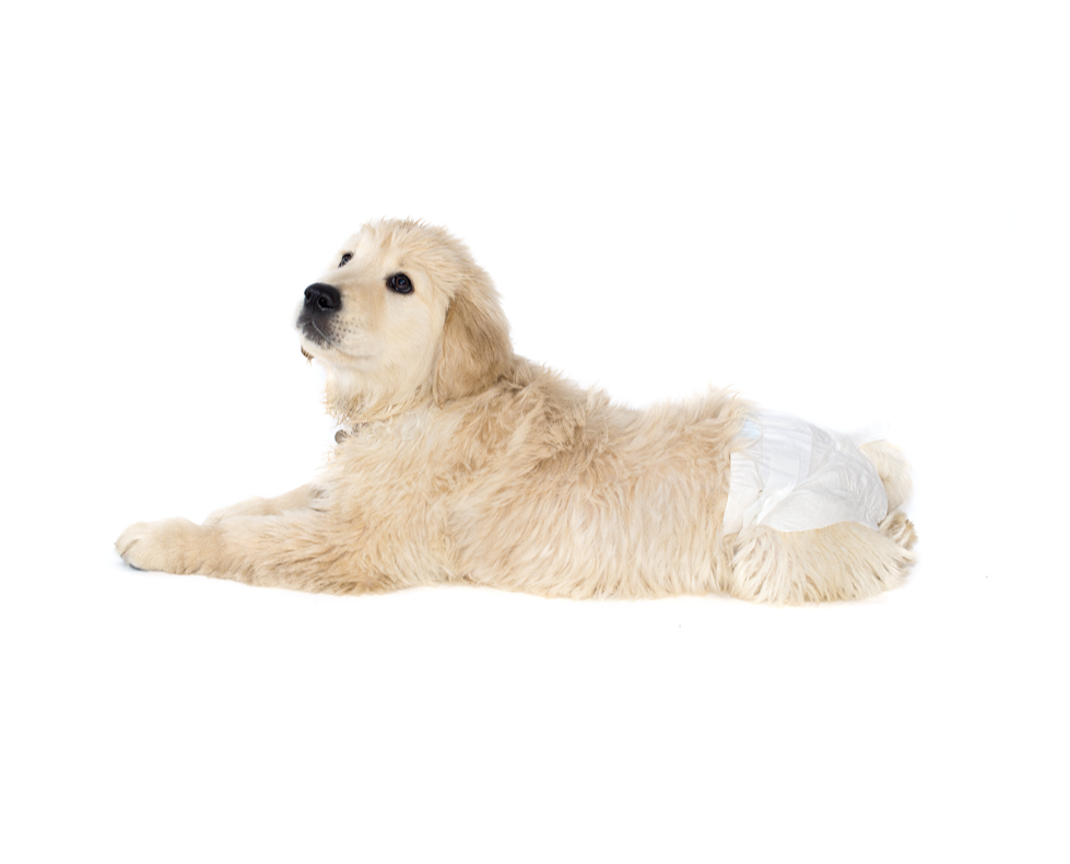Pañales para perro