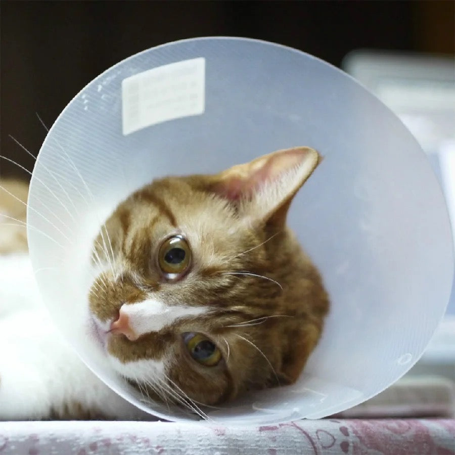 Collar isabelino de plástico armable