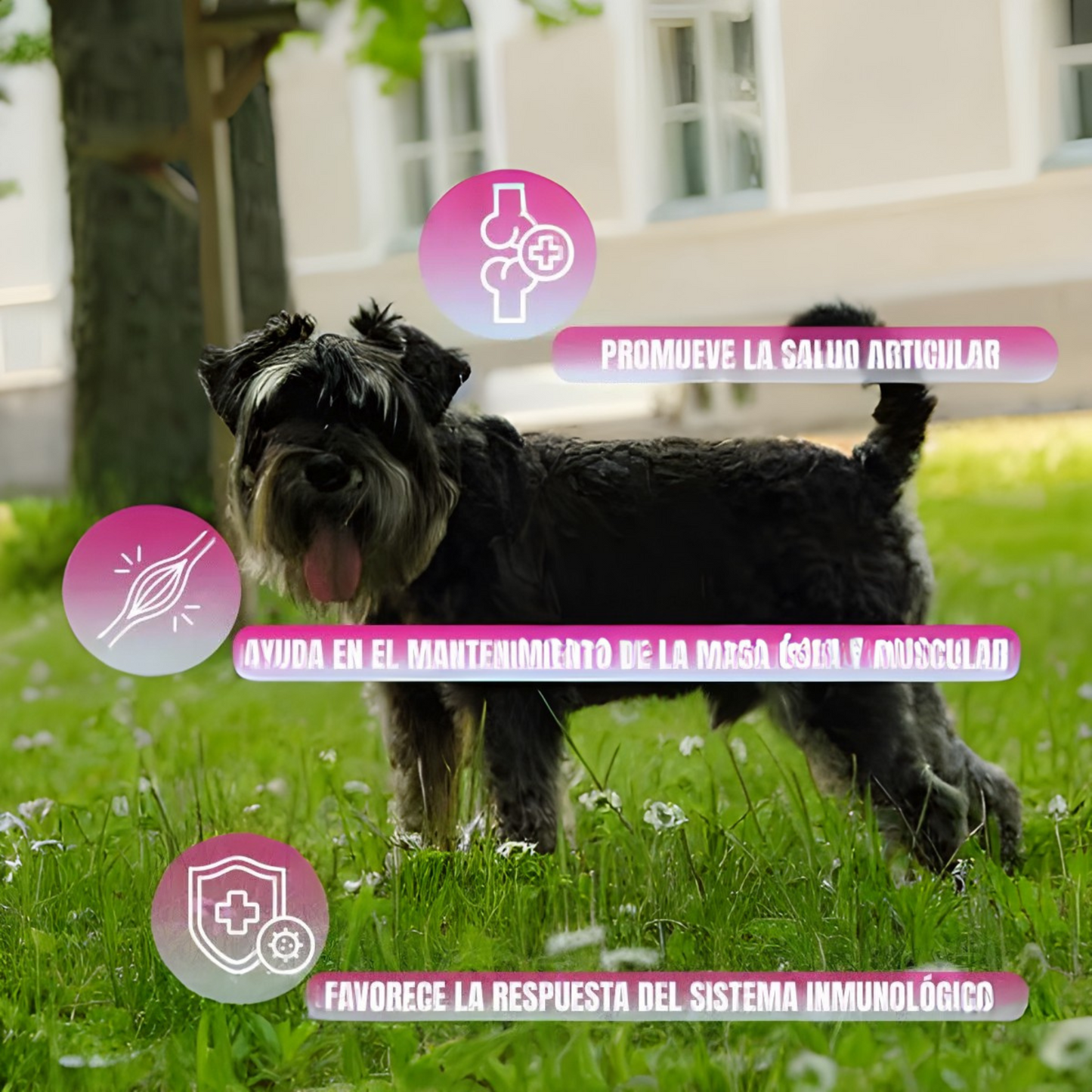 Nupec alimento para perro senior de raza pequeña